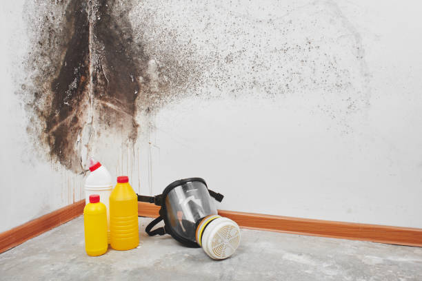 Best Fast Mold Removal  in Las Flores, CA