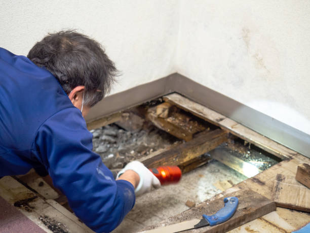 Best Mold Testing  in Las Flores, CA