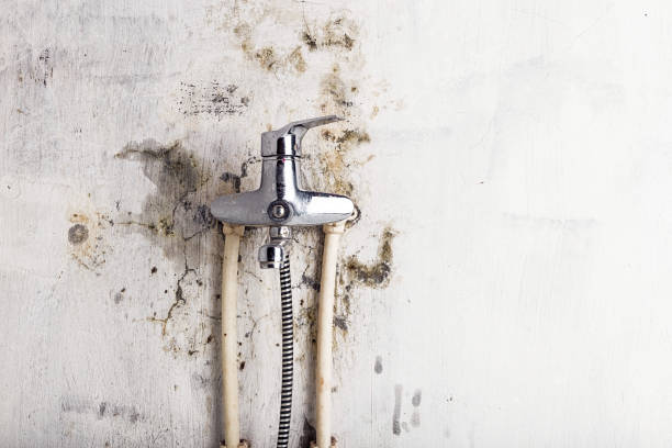 Las Flores, CA Mold Removal Company