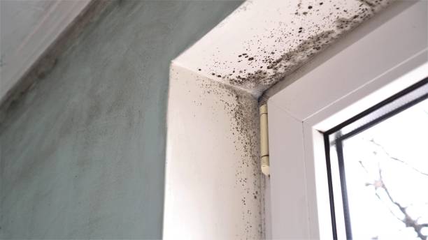 Best Certified Mold Removal  in Las Flores, CA