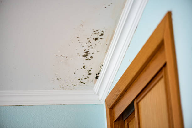 Best Commercial Mold Removal  in Las Flores, CA