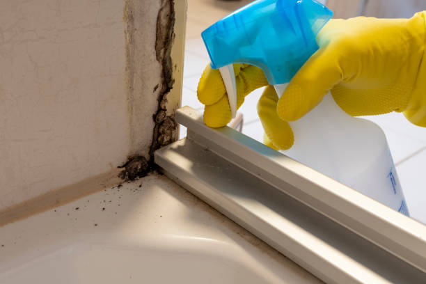 Certified Mold Removal in Las Flores, CA