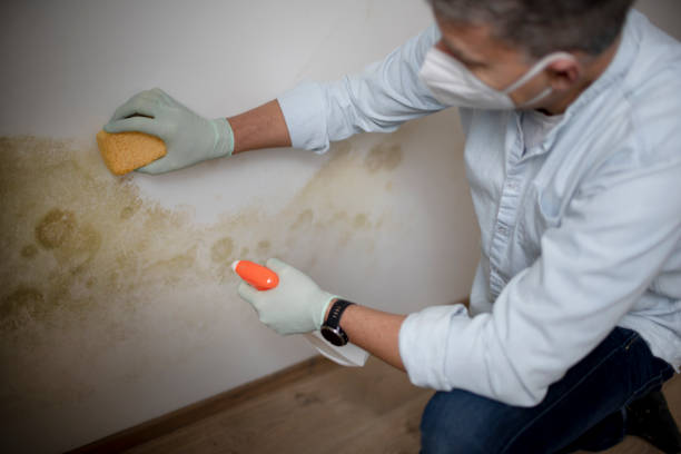 Best Office Mold Removal Services  in Las Flores, CA