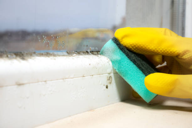 Best Same-Day Mold Removal  in Las Flores, CA