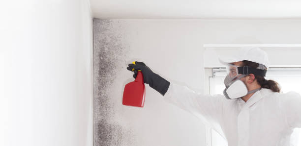 Best Mold Damage Repair  in Las Flores, CA