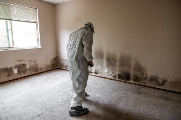 Best Commercial Mold Removal  in Las Flores, CA
