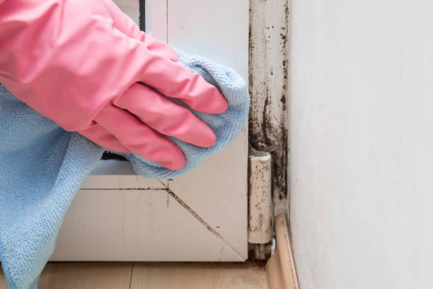 Best Professional Mold Removal  in Las Flores, CA