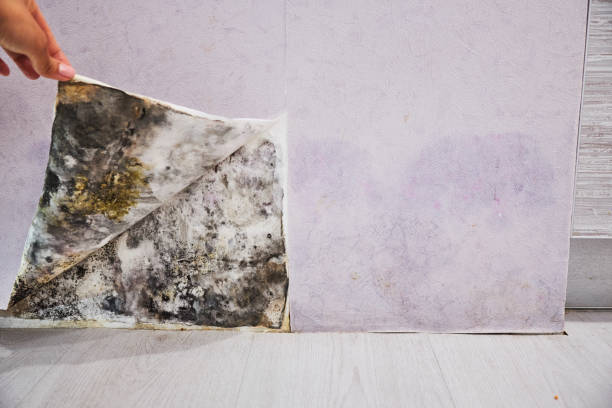 Best Certified Mold Removal  in Las Flores, CA